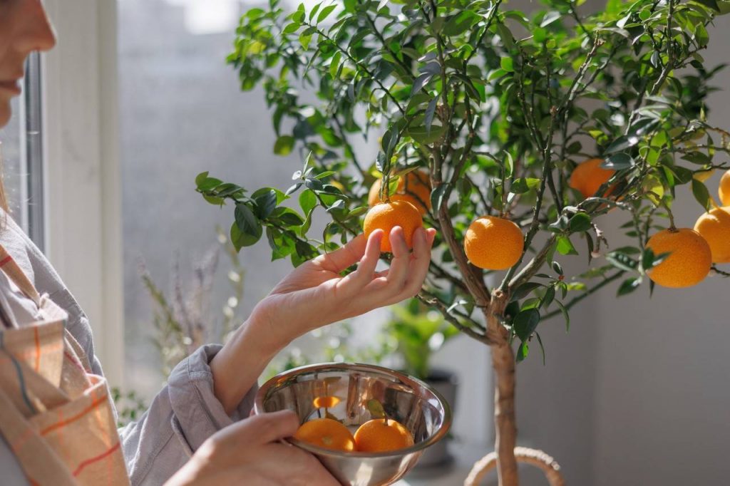 Pessoa colhendo os frutos de uma horta em casa
