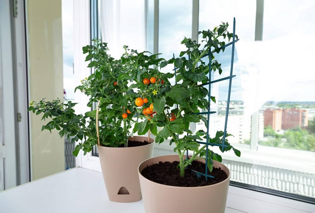 Imagem de dois vasos com um pé de tomate pequeno em cima de uma bancada em frente ao uma janela