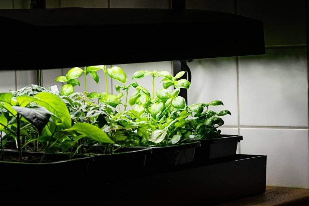 Canteiro com vasos de plantas em ambiente escuro, porém com iluminação prórpria para as plantas