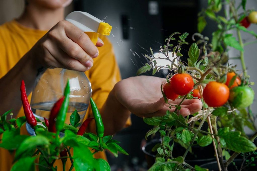 Pessoa borrifando água pequena horta de tomate cereja 