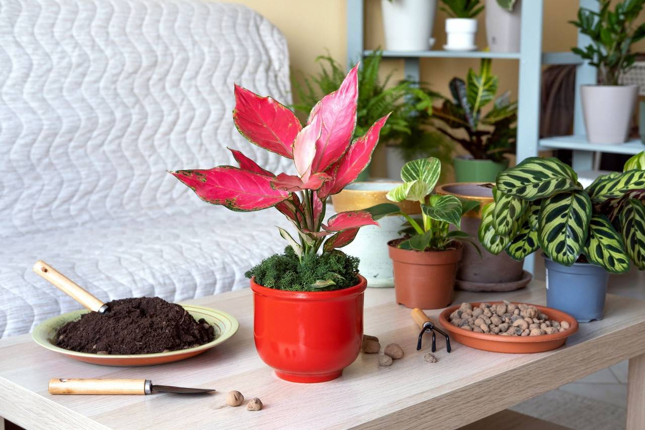 Planta aglaonema em vaso de cor vermelha, em cima de mesa de madeira com outras plantas ao redor