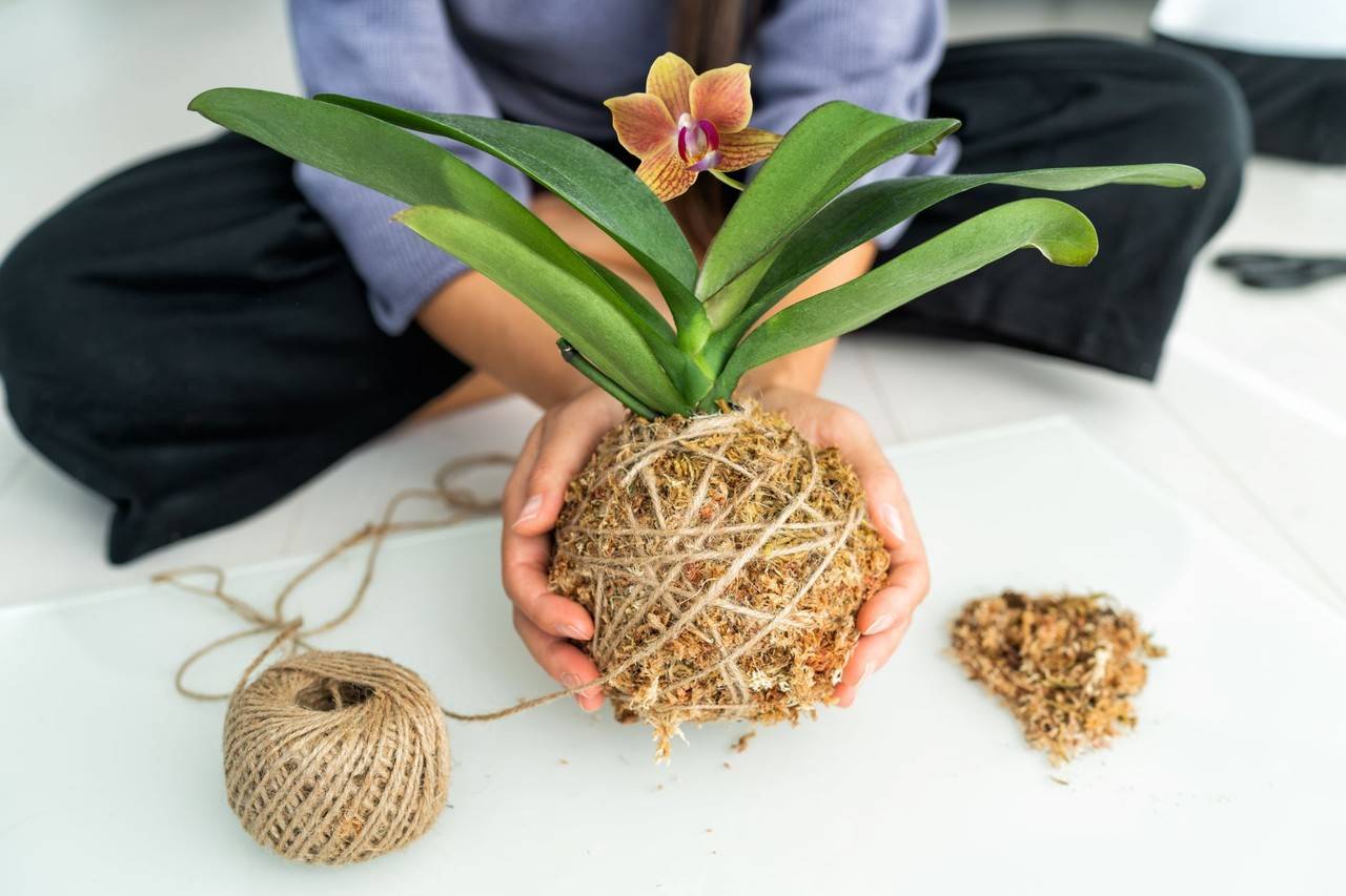 Plnta babosa em pau com pessoa segurando em mãos a planta, com raíz rodeada de fio barbante