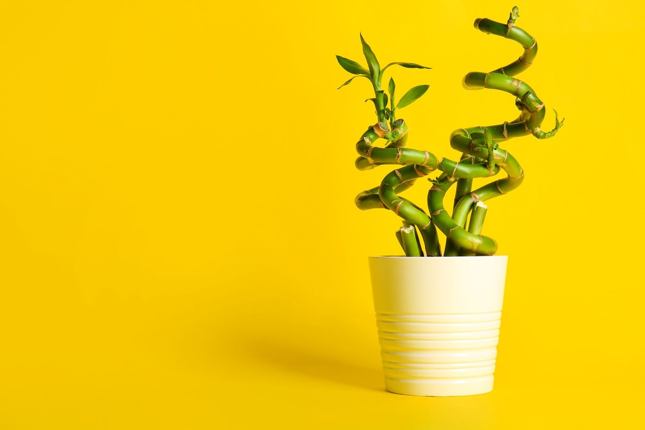 Planta Bambu da sorte em vaso branco e fundo com parede no tom amarelo