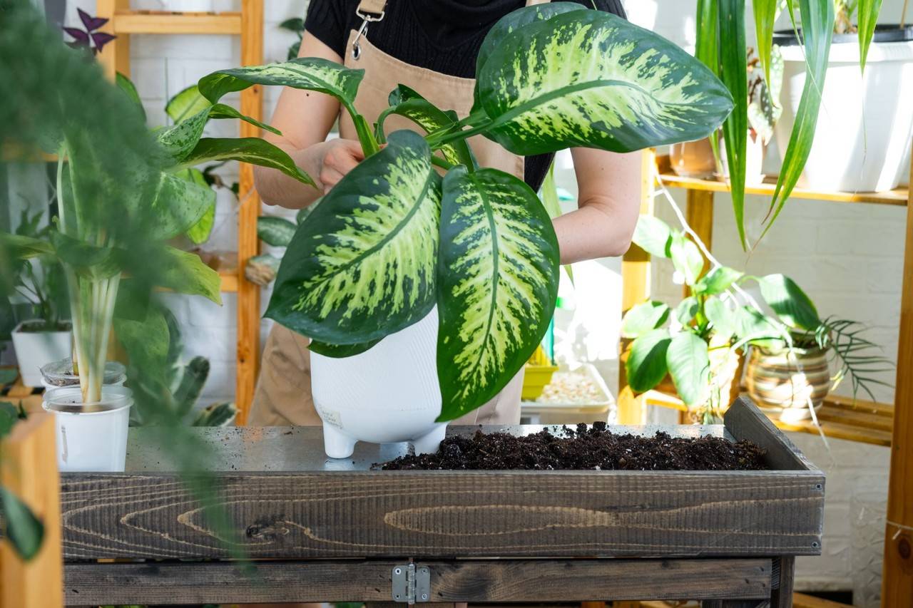 Jardineiro cuidando de vaso da planta comigo ninguém pode 