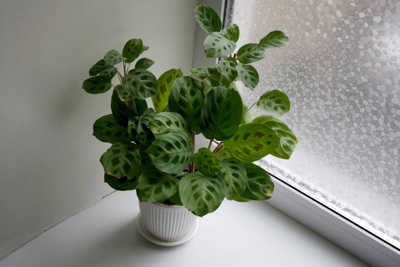 Vaso branco com planta maranta leuconeura em canto de casa