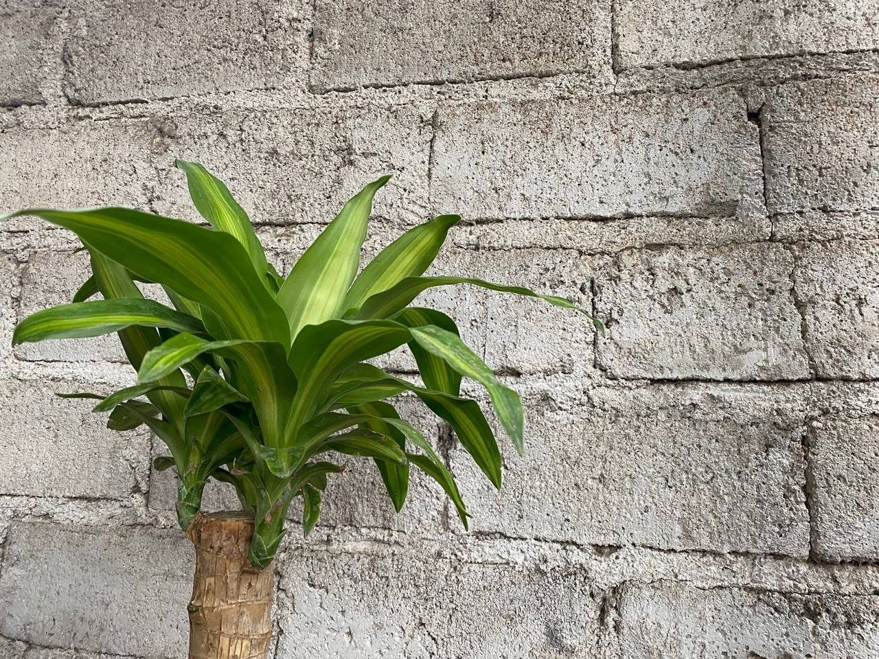 Planta pau d´água ao fundo muro com blocos de concreto